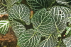 Fittonia albivenis, feuilles.